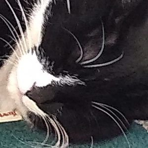 Meet your Posher, Irene